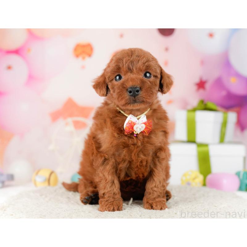 販売中の千葉県のトイプードル-448549の6枚目