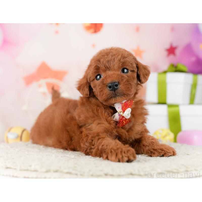 販売中の千葉県のトイプードル-448549の5枚目