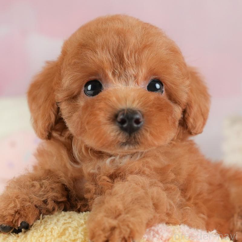 販売中の埼玉県のトイプードル-448171の1枚目