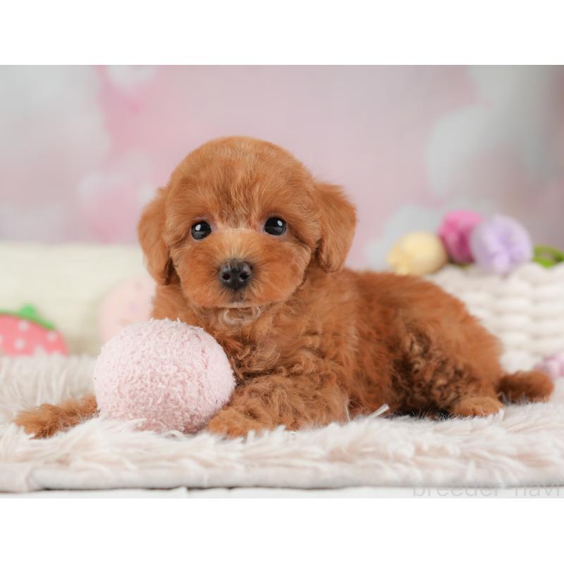 販売中の埼玉県のトイプードル-448171の12枚目