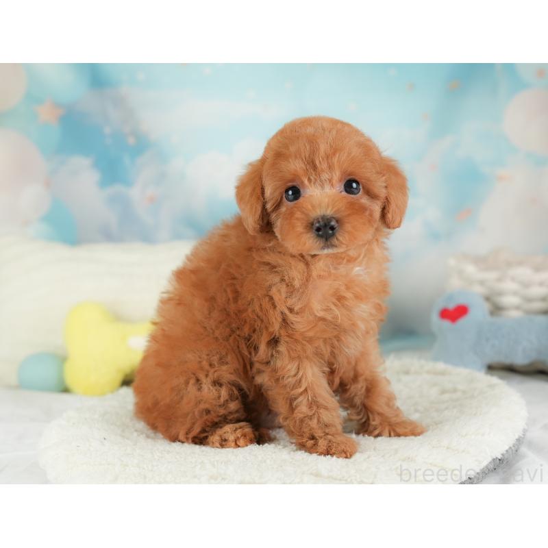 販売中の埼玉県のトイプードル-448171の11枚目