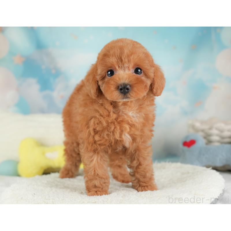 販売中の埼玉県のトイプードル-448171の10枚目