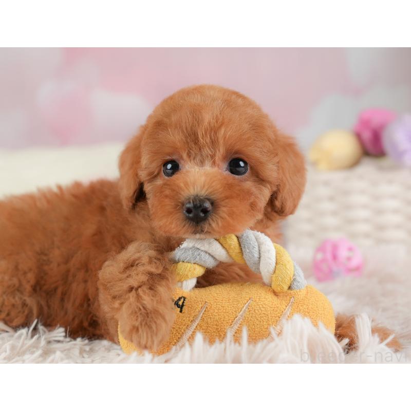 販売中の埼玉県のトイプードル-448171の9枚目