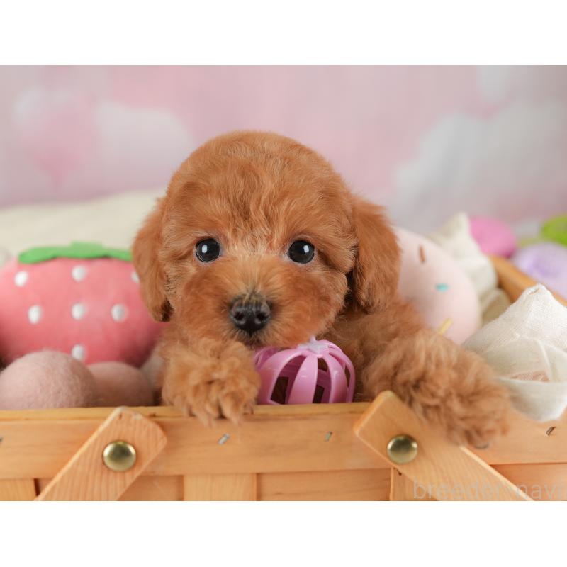 販売中の埼玉県のトイプードル-448171の7枚目