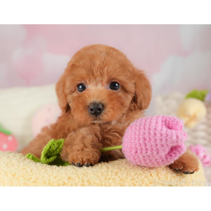 販売中の埼玉県のトイプードル-448171の6枚目