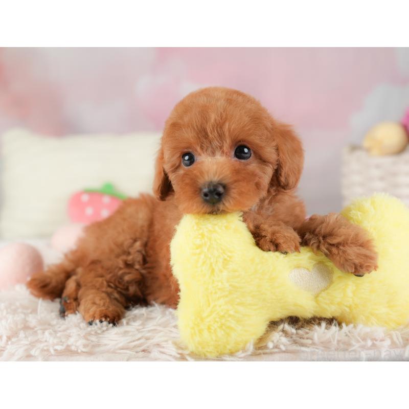 販売中の埼玉県のトイプードル-448171の5枚目