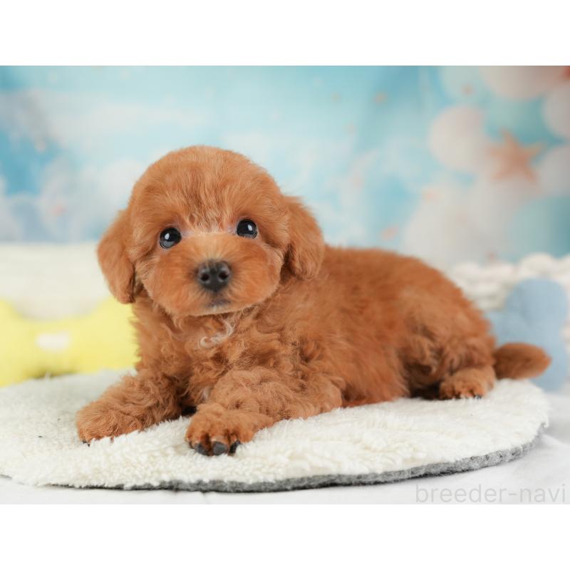 販売中の埼玉県のトイプードル-448171の4枚目