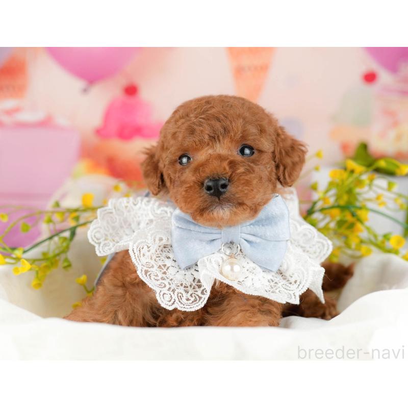 販売中の千葉県のトイプードル-448548の10枚目