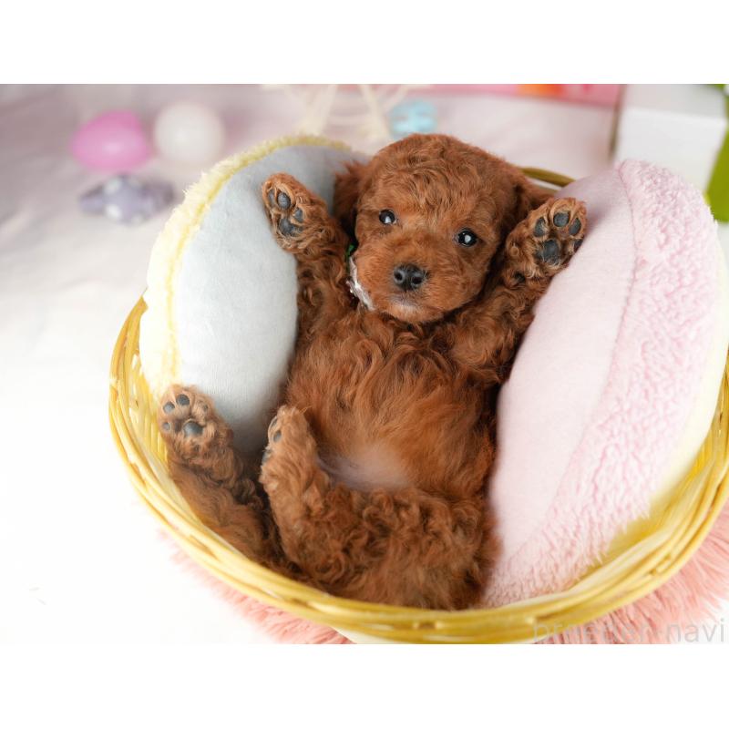 販売中の千葉県のトイプードル-448548の8枚目