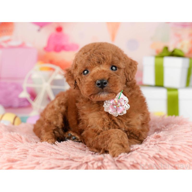 販売中の千葉県のトイプードル-448548の6枚目