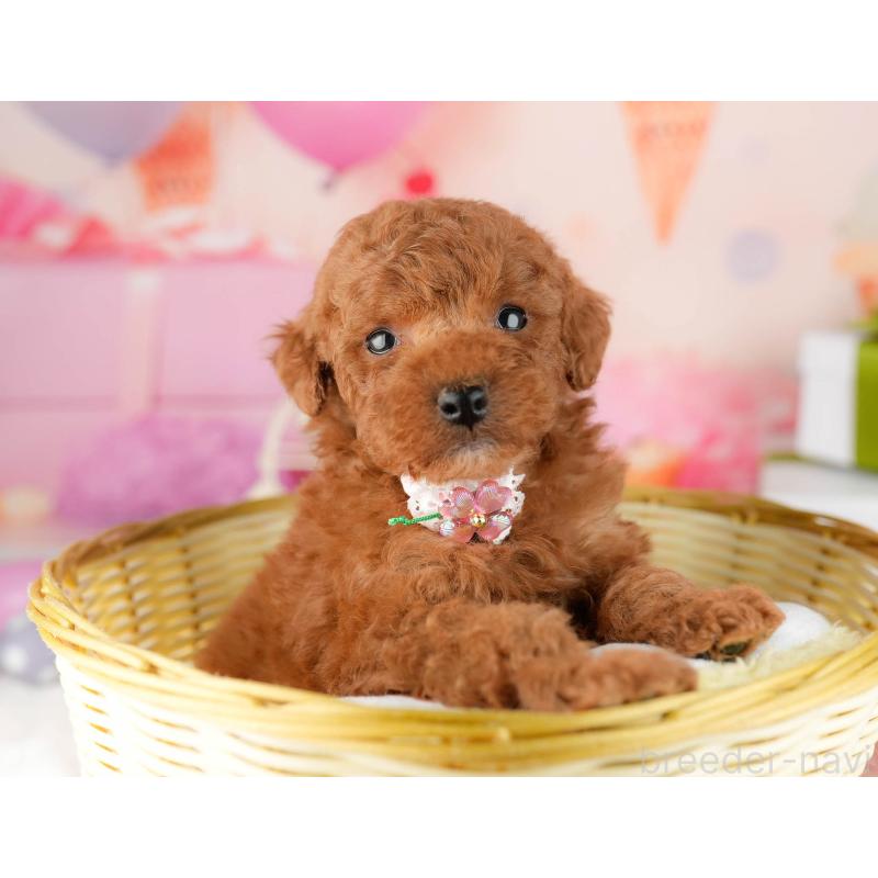 販売中の千葉県のトイプードル-448548の1枚目