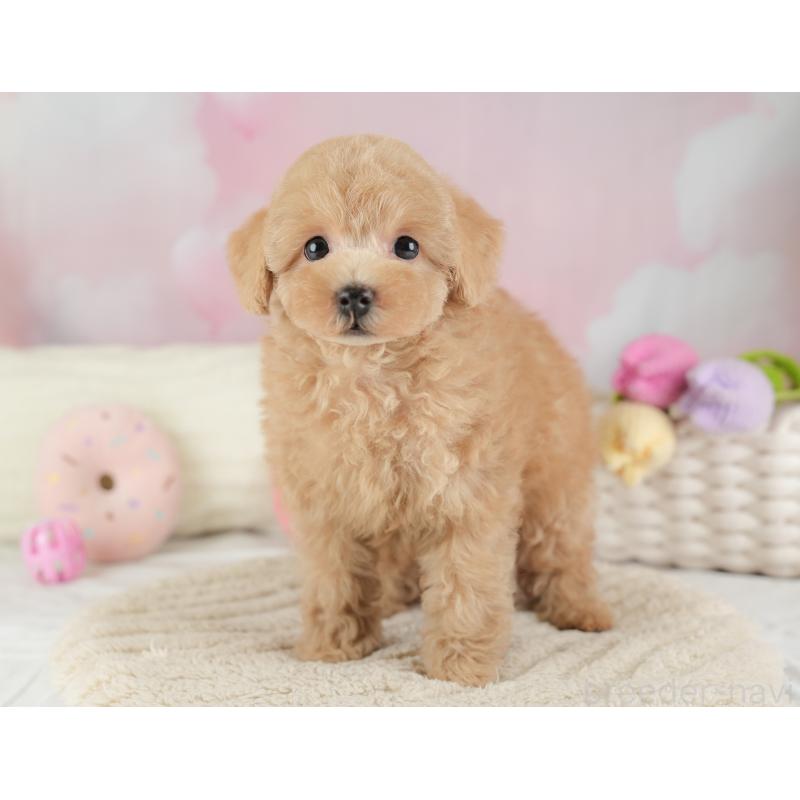 販売中の埼玉県のトイプードル-448169の12枚目