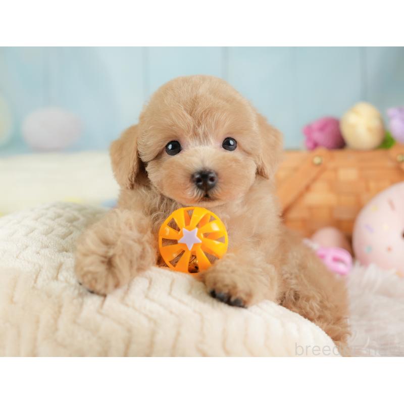 販売中の埼玉県のトイプードル-448169の11枚目