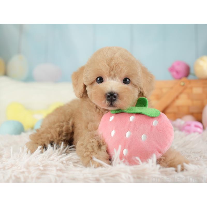 販売中の埼玉県のトイプードル-448169の10枚目