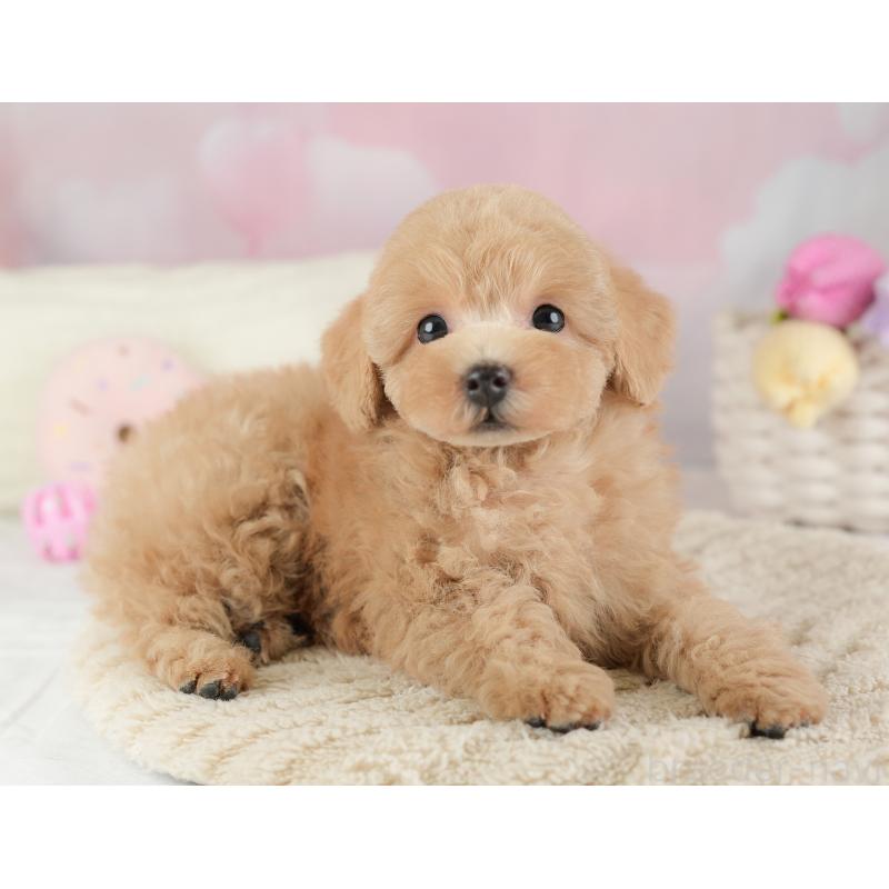 販売中の埼玉県のトイプードル-448169の8枚目