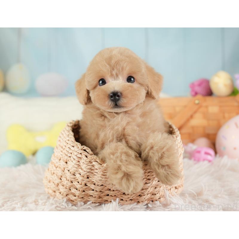 販売中の埼玉県のトイプードル-448169の7枚目