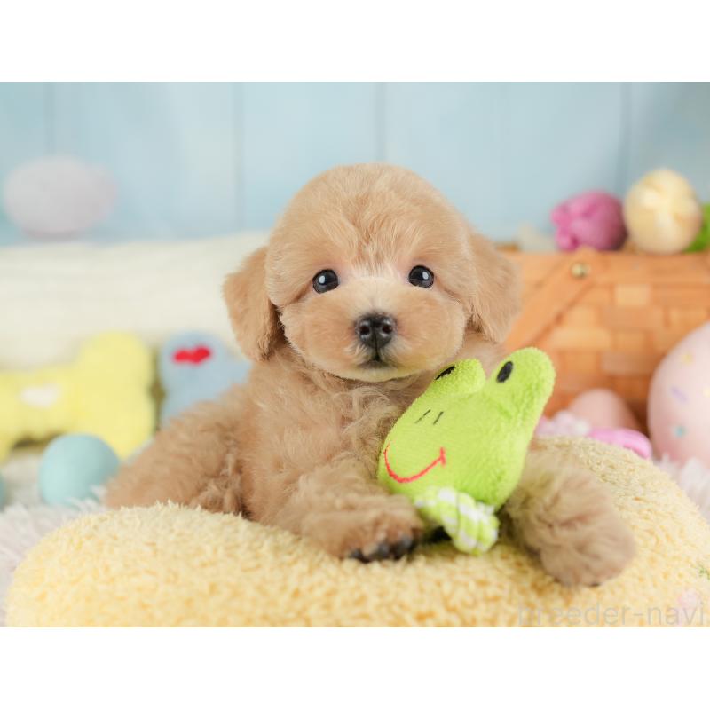 販売中の埼玉県のトイプードル-448169の6枚目