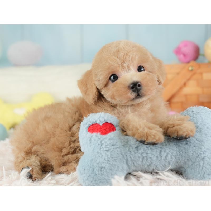 販売中の埼玉県のトイプードル-448169の5枚目