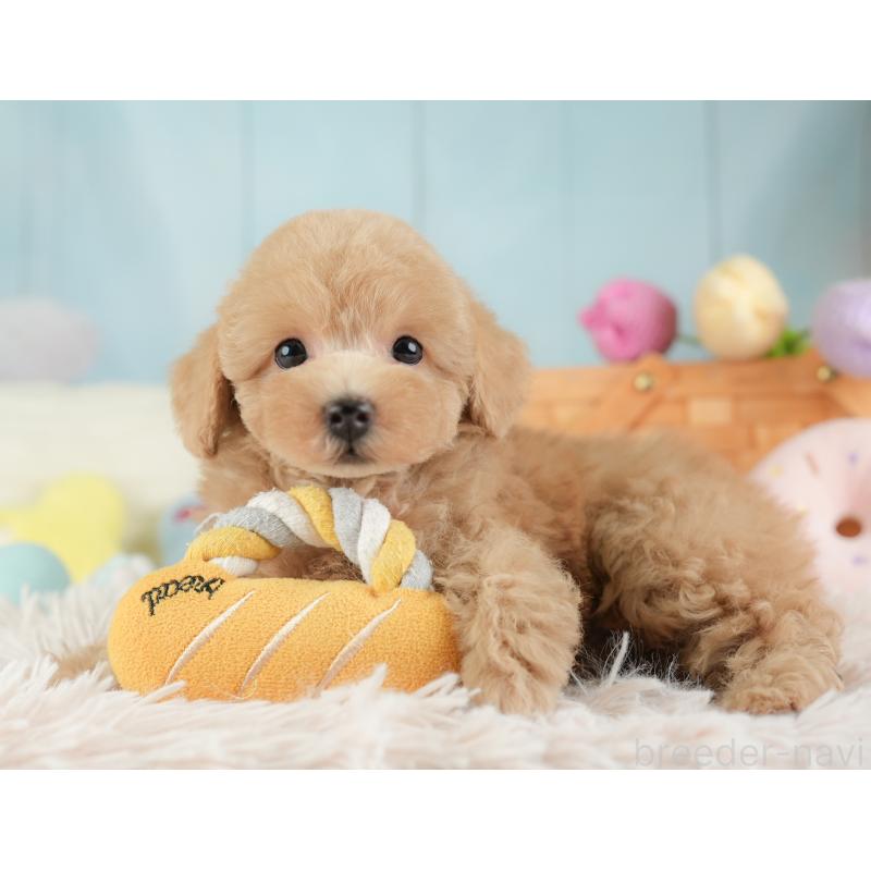 販売中の埼玉県のトイプードル-448169の4枚目