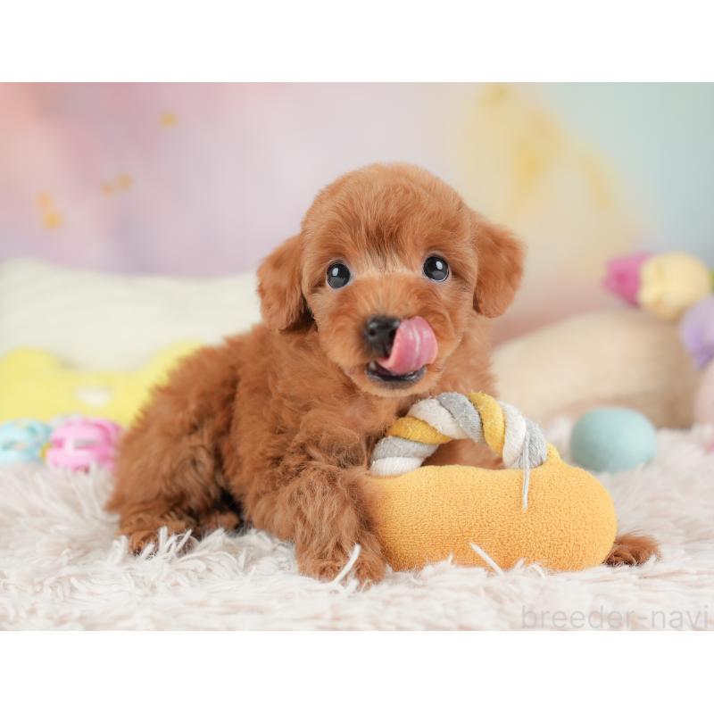 販売中の埼玉県のトイプードル-448165の11枚目