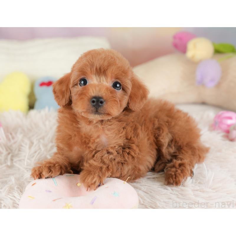 販売中の埼玉県のトイプードル-448165の9枚目