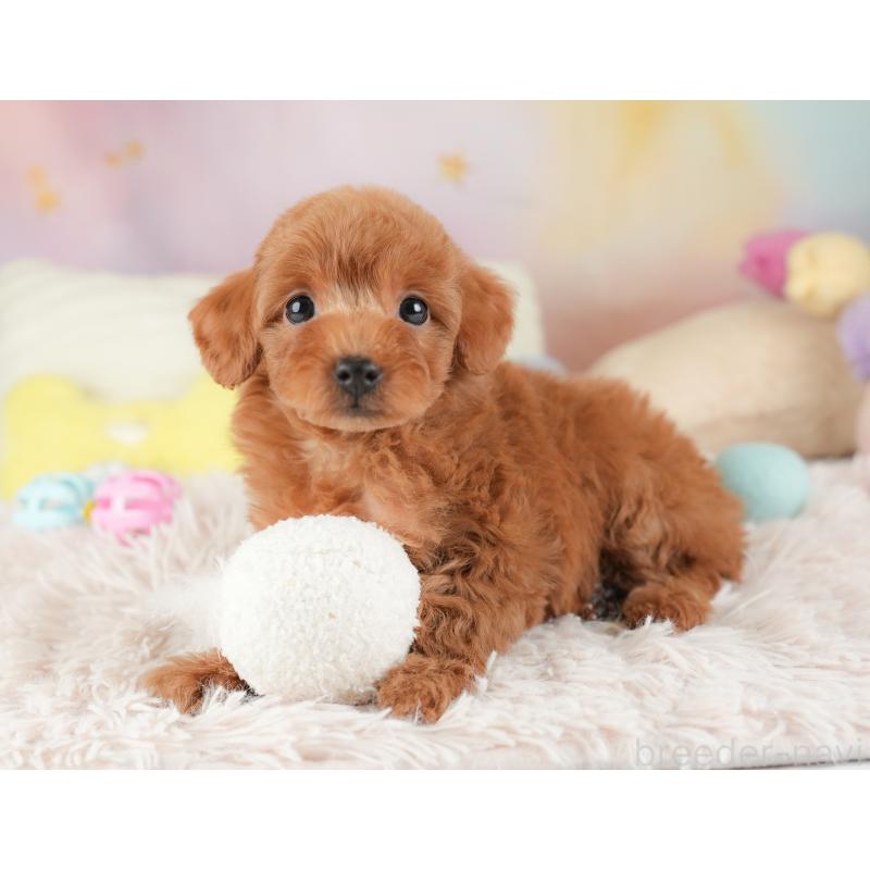 販売中の埼玉県のトイプードル-448165の7枚目