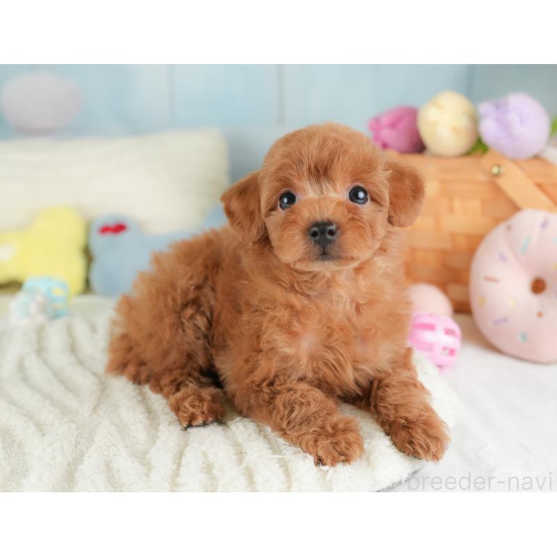 販売中の埼玉県のトイプードル-448165の5枚目