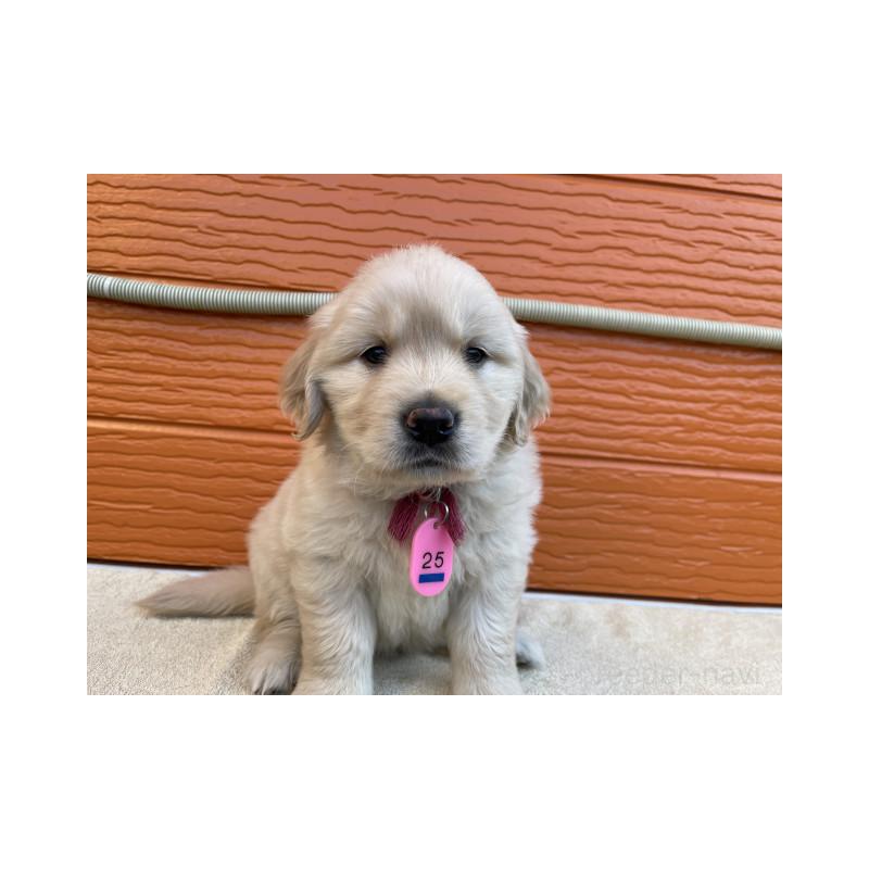 販売中の茨城県のゴールデンレトリーバー-447939の12枚目