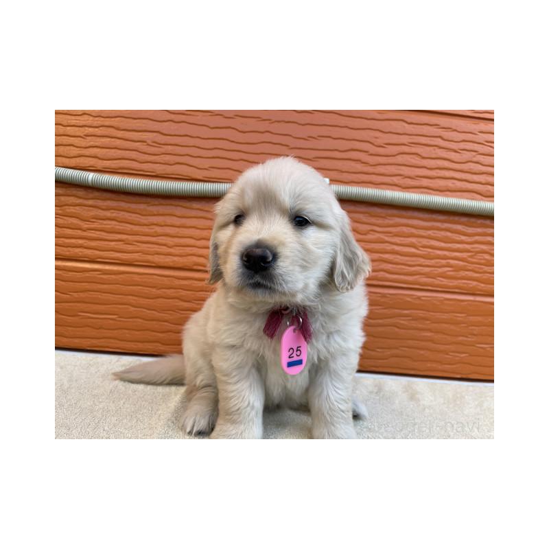 販売中の茨城県のゴールデンレトリーバー-447939の10枚目