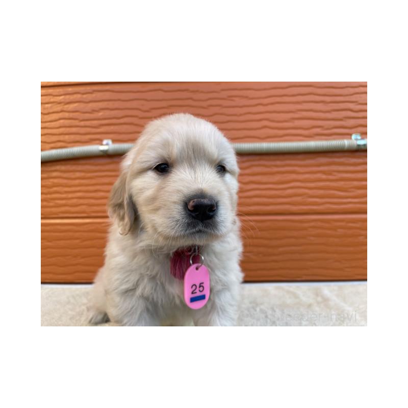 販売中の茨城県のゴールデンレトリーバー-447939の8枚目