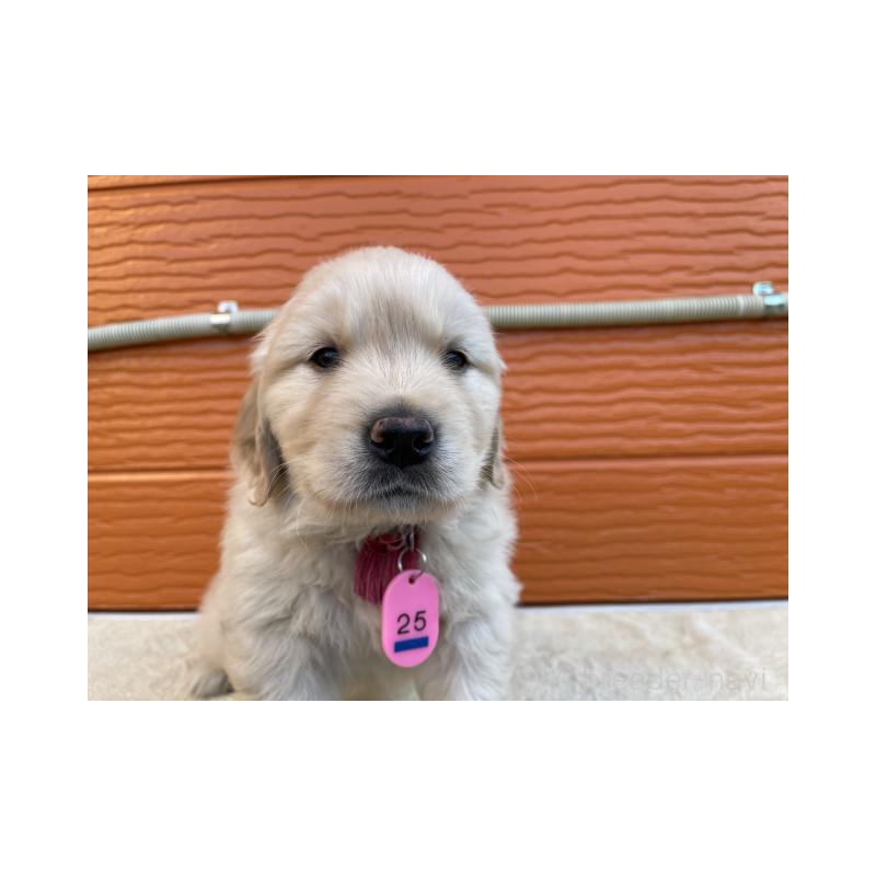 販売中の茨城県のゴールデンレトリーバー-447939の6枚目