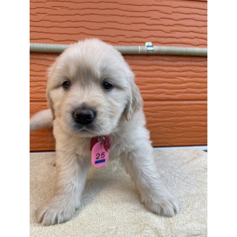 販売中の茨城県のゴールデンレトリーバー-447939の4枚目