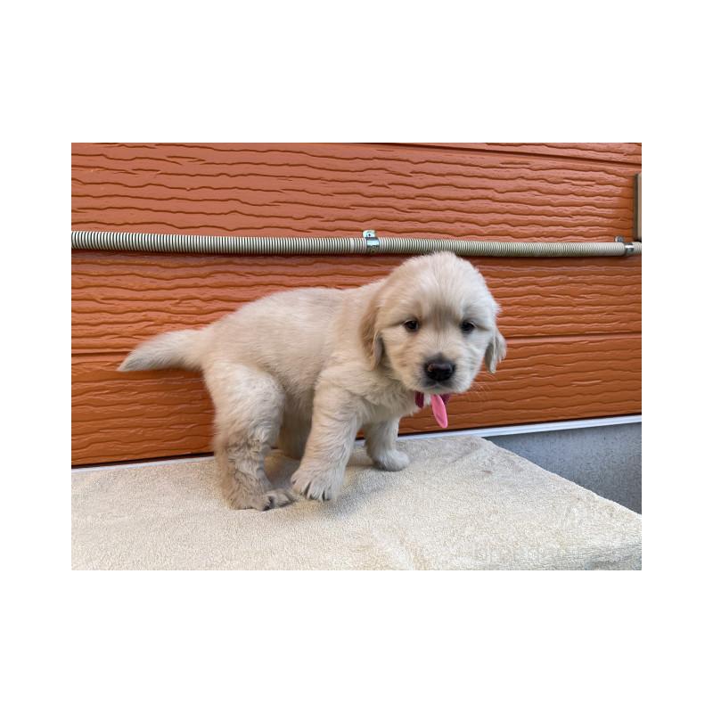 販売中の茨城県のゴールデンレトリーバー-447939の5枚目