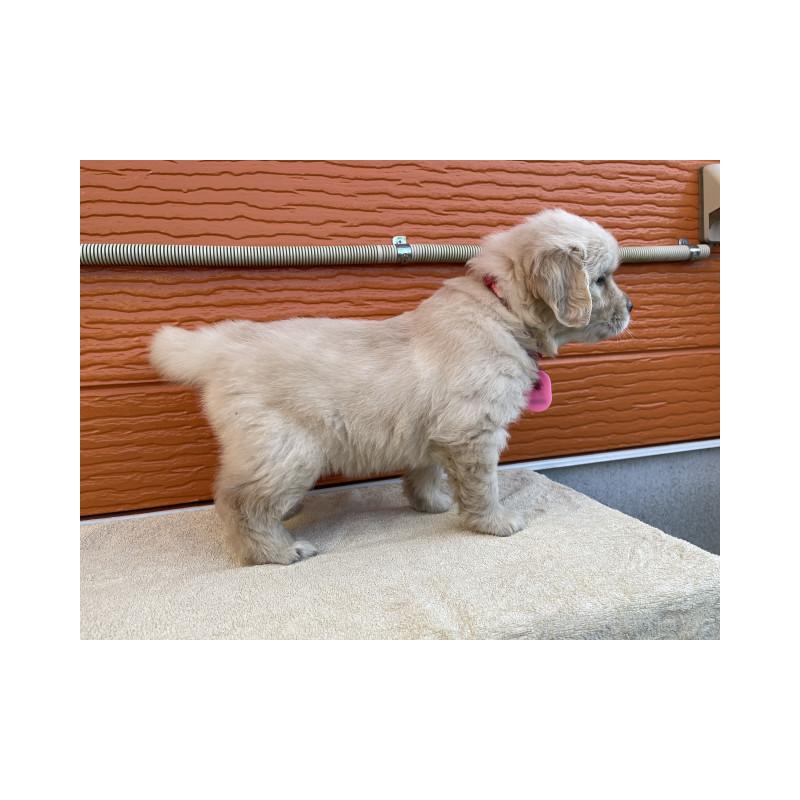 販売中の茨城県のゴールデンレトリーバー-447939の3枚目