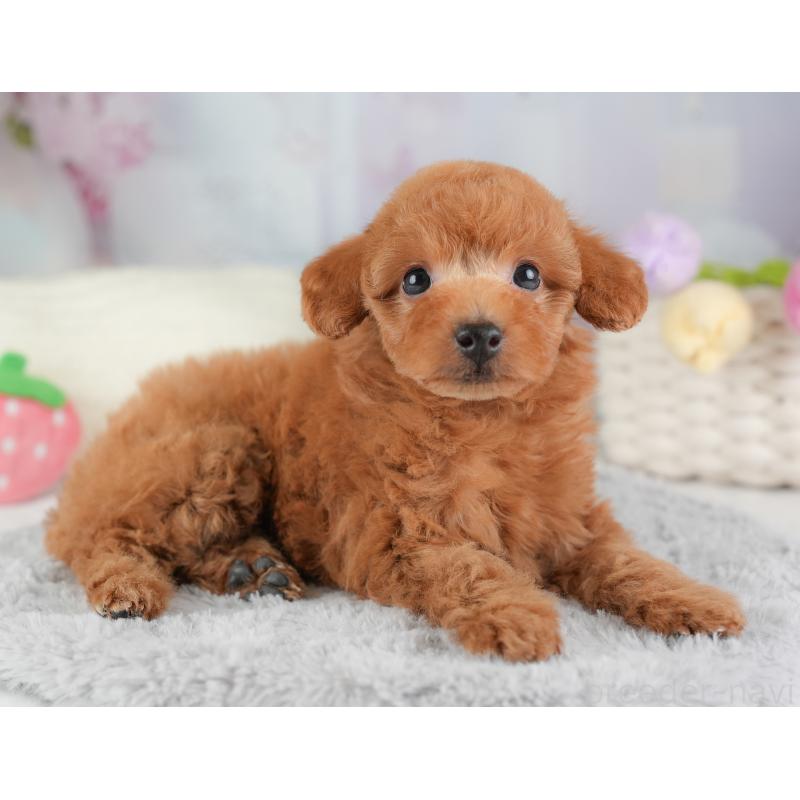 販売中の埼玉県のトイプードル-448161の12枚目