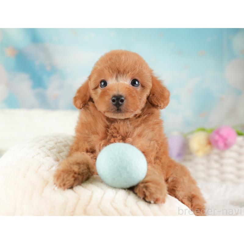 販売中の埼玉県のトイプードル-448161の11枚目