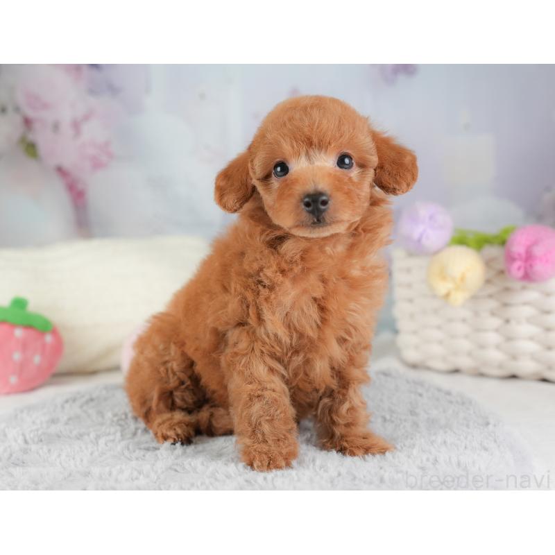 販売中の埼玉県のトイプードル-448161の10枚目