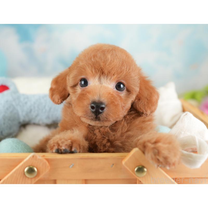 販売中の埼玉県のトイプードル-448161の9枚目