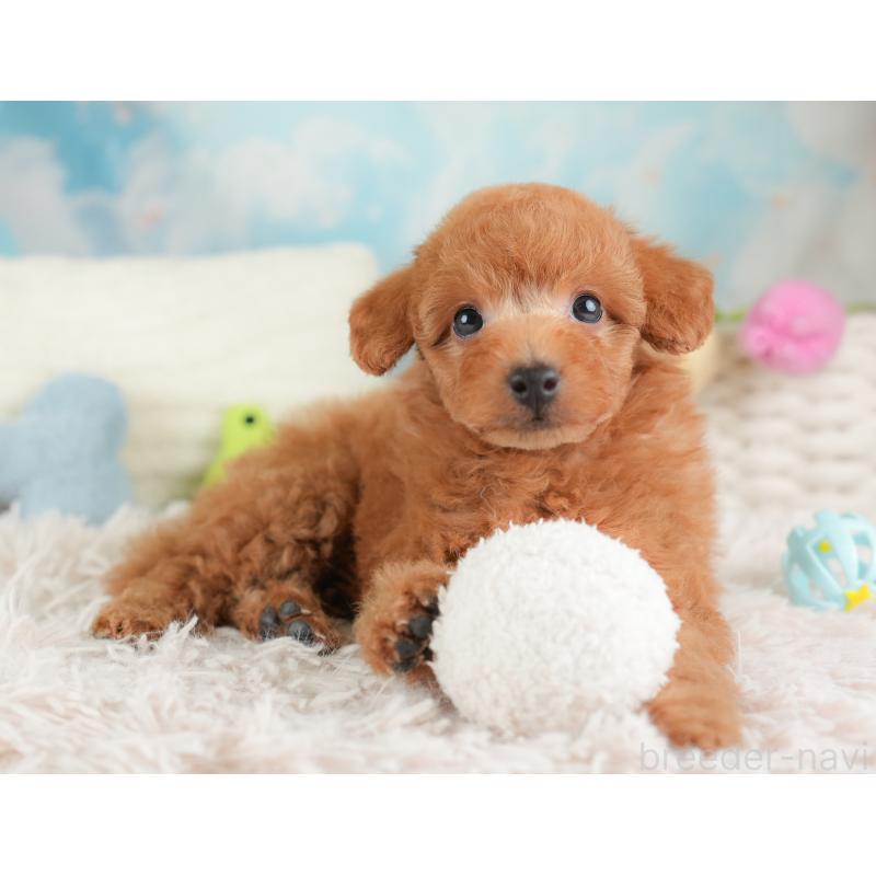 販売中の埼玉県のトイプードル-448161の8枚目