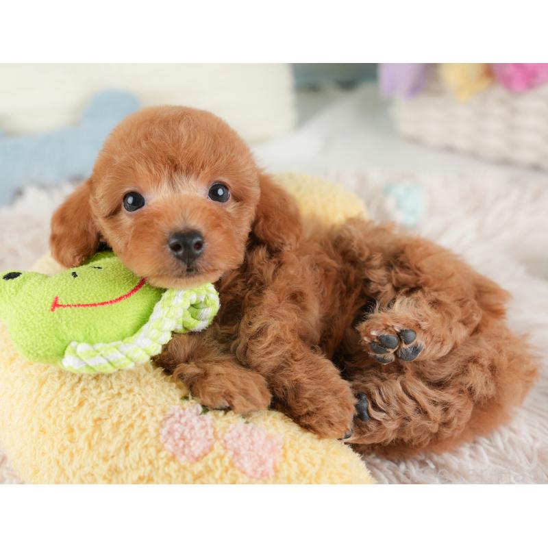 販売中の埼玉県のトイプードル-448161の7枚目