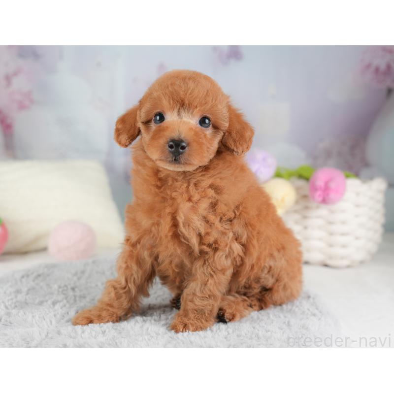 販売中の埼玉県のトイプードル-448161の5枚目