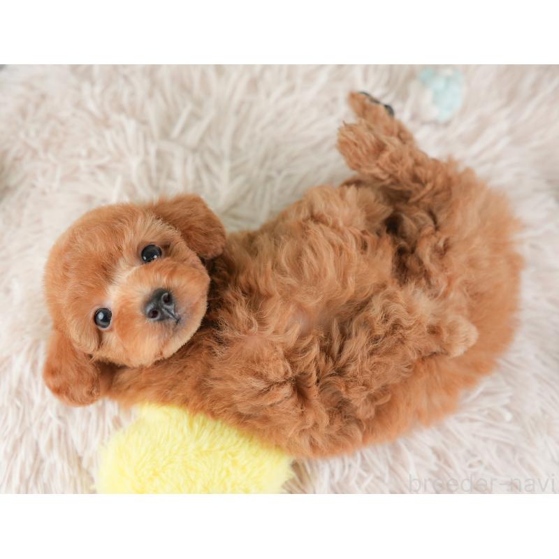 販売中の埼玉県のトイプードル-448161の4枚目