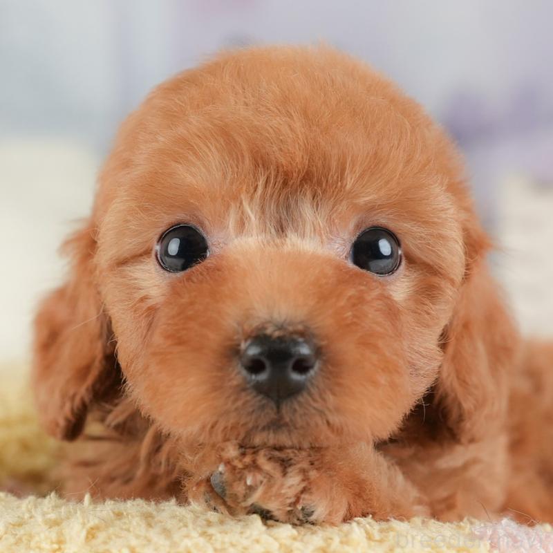 販売中の埼玉県のトイプードル-448158の1枚目