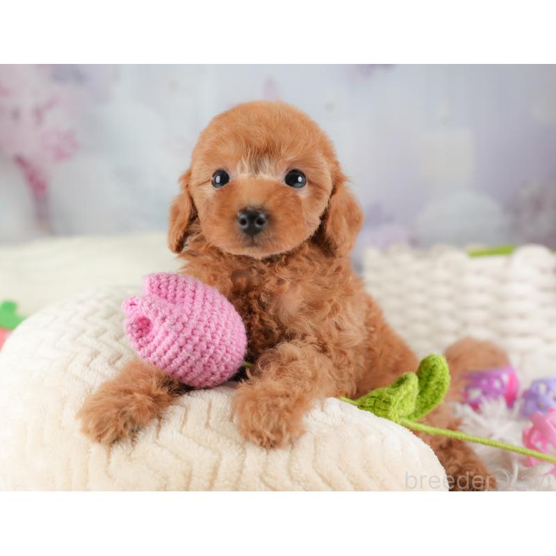 販売中の埼玉県のトイプードル-448158の11枚目