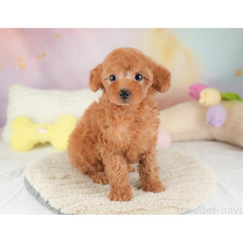 販売中の埼玉県のトイプードル-448158の10枚目