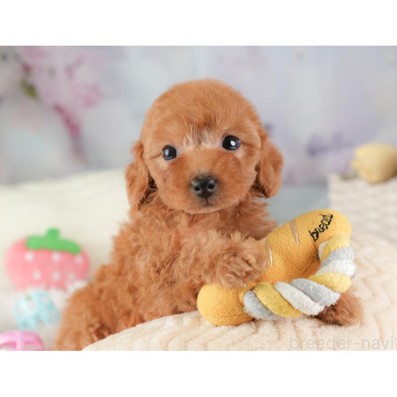 販売中の埼玉県のトイプードル-448158の9枚目