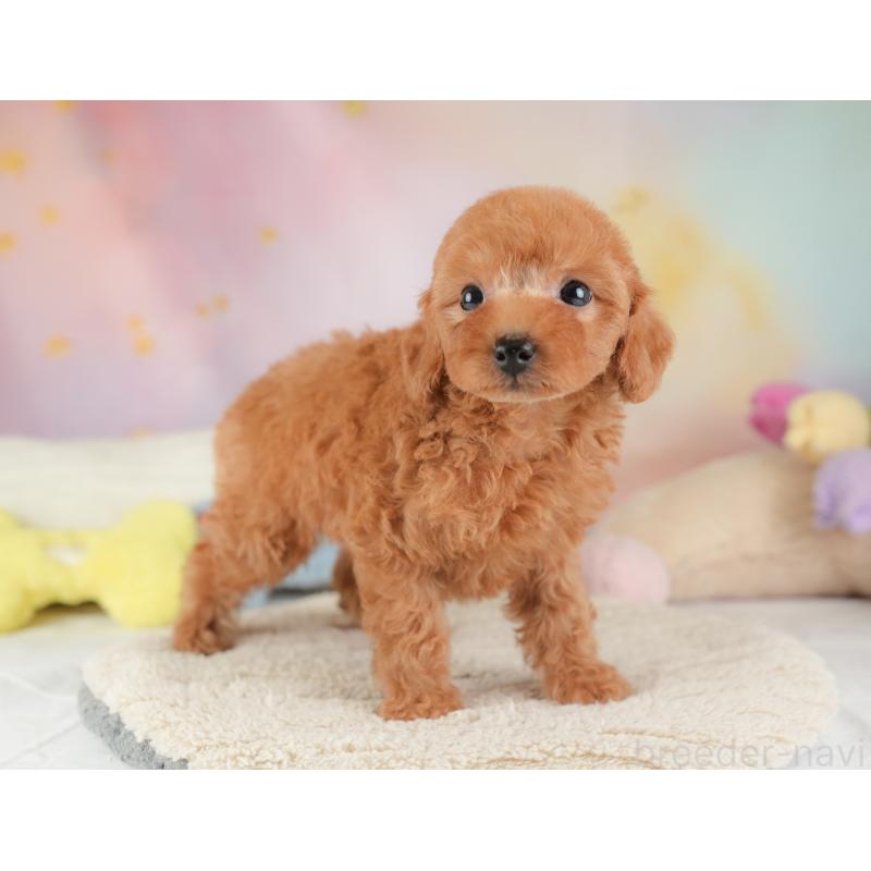 販売中の埼玉県のトイプードル-448158の7枚目