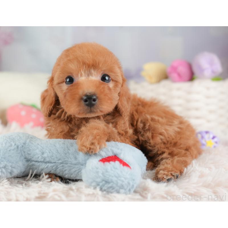 販売中の埼玉県のトイプードル-448158の6枚目