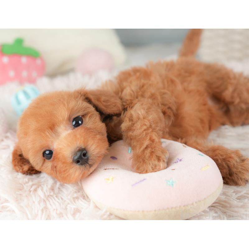 販売中の埼玉県のトイプードル-448158の5枚目