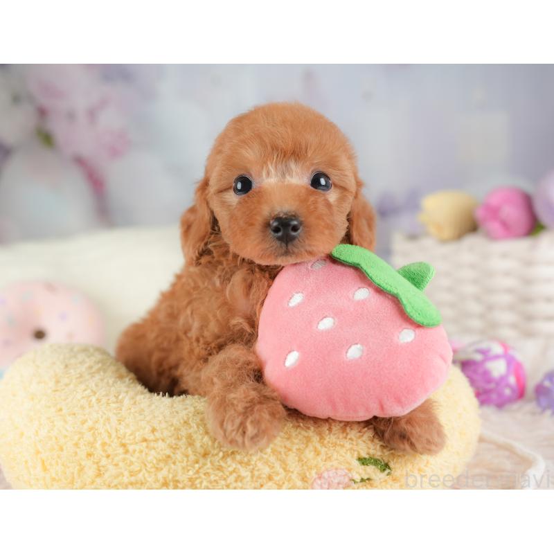 販売中の埼玉県のトイプードル-448158の4枚目